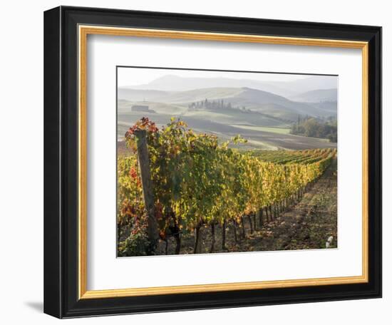 Europe, Italy, Tuscany. Autumn Vineyards in Bright Colors-Julie Eggers-Framed Photographic Print