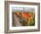 Europe, Italy, Tuscany. Autumn Vineyards in Bright Colors-Julie Eggers-Framed Photographic Print