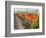 Europe, Italy, Tuscany. Autumn Vineyards in Bright Colors-Julie Eggers-Framed Photographic Print