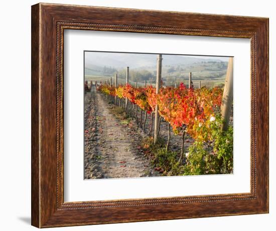 Europe, Italy, Tuscany. Autumn Vineyards in Bright Colors-Julie Eggers-Framed Photographic Print