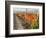 Europe, Italy, Tuscany. Autumn Vineyards in Bright Colors-Julie Eggers-Framed Photographic Print