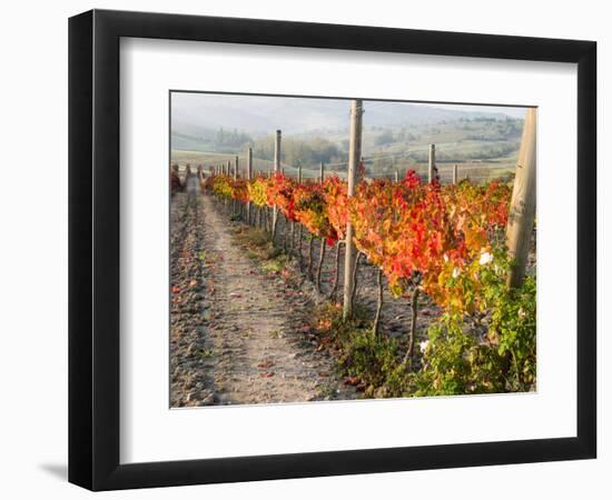 Europe, Italy, Tuscany. Autumn Vineyards in Bright Colors-Julie Eggers-Framed Photographic Print