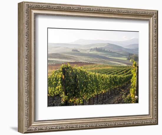 Europe, Italy, Tuscany. Autumn Vineyards in Bright Colors-Julie Eggers-Framed Photographic Print