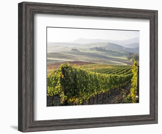 Europe, Italy, Tuscany. Autumn Vineyards in Bright Colors-Julie Eggers-Framed Photographic Print