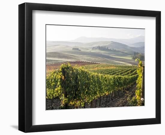 Europe, Italy, Tuscany. Autumn Vineyards in Bright Colors-Julie Eggers-Framed Photographic Print