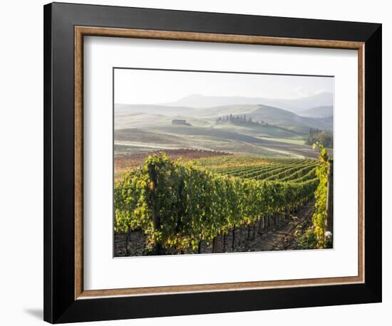 Europe, Italy, Tuscany. Autumn Vineyards in Bright Colors-Julie Eggers-Framed Photographic Print