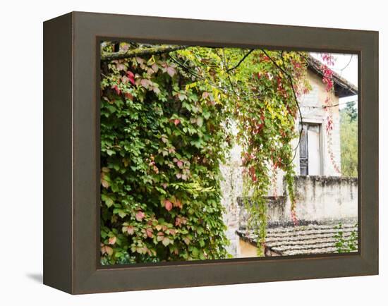 Europe, Italy, Tuscany. Ivy Covered House in the Town of Impruneta-Julie Eggers-Framed Premier Image Canvas