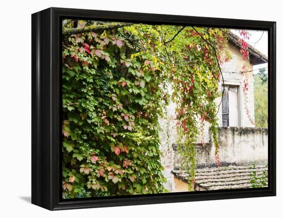 Europe, Italy, Tuscany. Ivy Covered House in the Town of Impruneta-Julie Eggers-Framed Premier Image Canvas