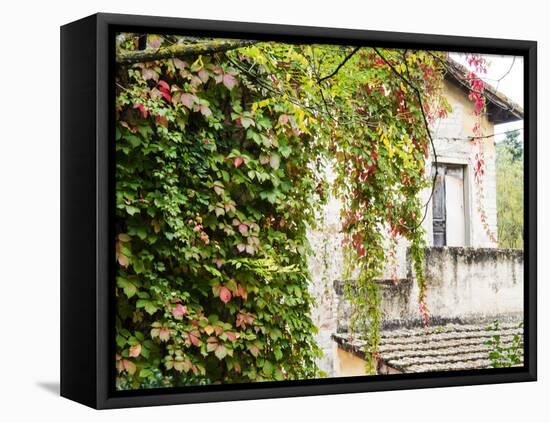 Europe, Italy, Tuscany. Ivy Covered House in the Town of Impruneta-Julie Eggers-Framed Premier Image Canvas