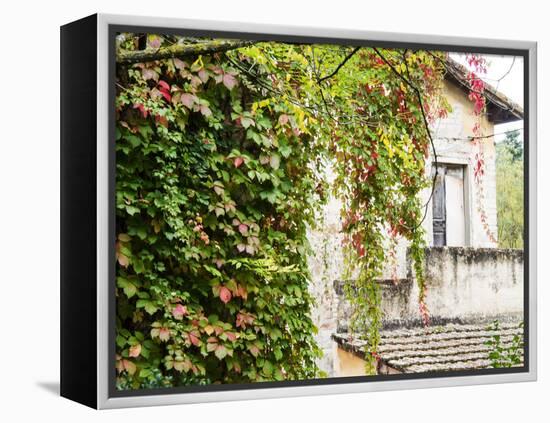 Europe, Italy, Tuscany. Ivy Covered House in the Town of Impruneta-Julie Eggers-Framed Premier Image Canvas