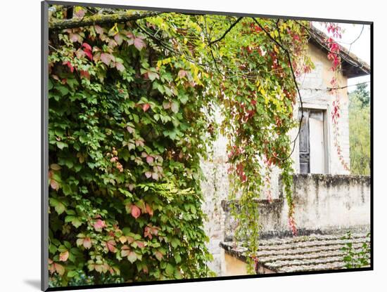 Europe, Italy, Tuscany. Ivy Covered House in the Town of Impruneta-Julie Eggers-Mounted Photographic Print