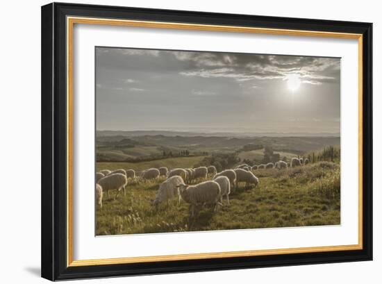 Europe, Italy, Tuscany, Near Siena, Le Crete, Flock of Sheep, Back Light Photography-Gerhard Wild-Framed Photographic Print