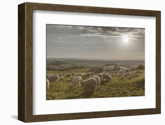 Europe, Italy, Tuscany, Near Siena, Le Crete, Flock of Sheep, Back Light Photography-Gerhard Wild-Framed Photographic Print