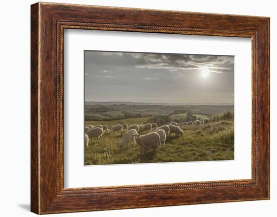 Europe, Italy, Tuscany, Near Siena, Le Crete, Flock of Sheep, Back Light Photography-Gerhard Wild-Framed Photographic Print