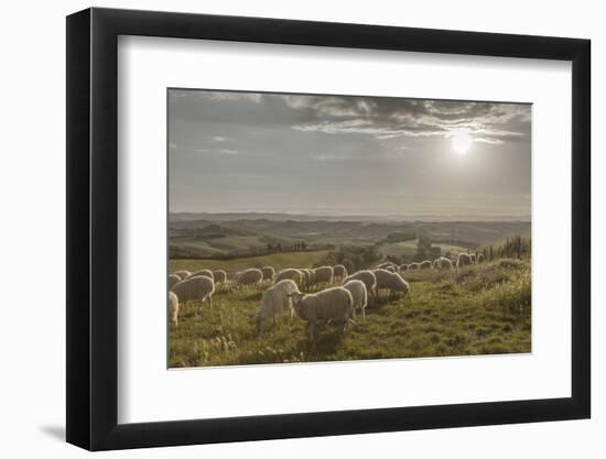 Europe, Italy, Tuscany, Near Siena, Le Crete, Flock of Sheep, Back Light Photography-Gerhard Wild-Framed Photographic Print