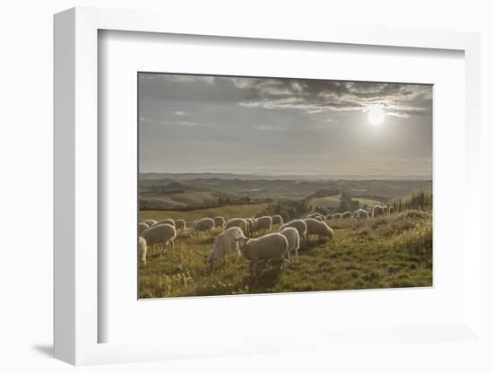 Europe, Italy, Tuscany, Near Siena, Le Crete, Flock of Sheep, Back Light Photography-Gerhard Wild-Framed Photographic Print