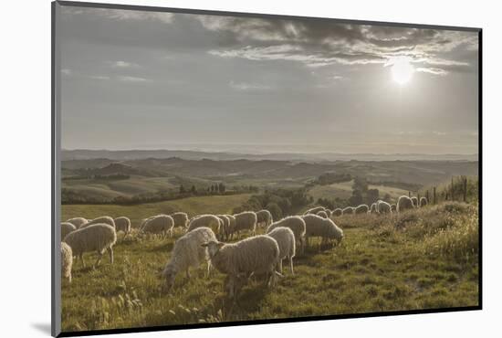 Europe, Italy, Tuscany, Near Siena, Le Crete, Flock of Sheep, Back Light Photography-Gerhard Wild-Mounted Photographic Print