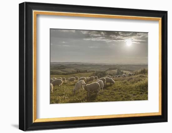 Europe, Italy, Tuscany, Near Siena, Le Crete, Flock of Sheep, Back Light Photography-Gerhard Wild-Framed Photographic Print