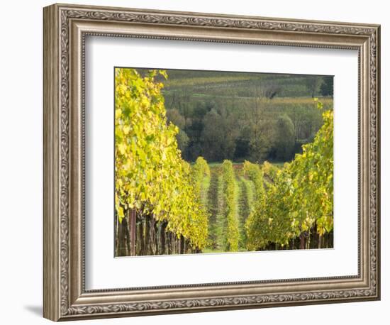 Europe, Italy, Tuscany. Rolling Hills of Vineyard in Autumn Colors-Julie Eggers-Framed Photographic Print