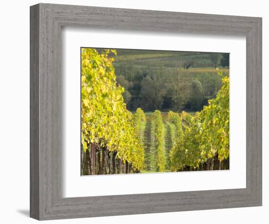 Europe, Italy, Tuscany. Rolling Hills of Vineyard in Autumn Colors-Julie Eggers-Framed Photographic Print