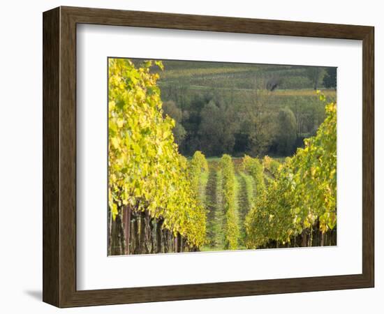 Europe, Italy, Tuscany. Rolling Hills of Vineyard in Autumn Colors-Julie Eggers-Framed Photographic Print