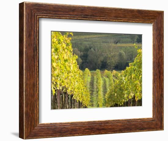 Europe, Italy, Tuscany. Rolling Hills of Vineyard in Autumn Colors-Julie Eggers-Framed Photographic Print