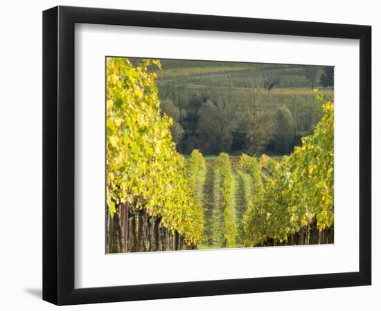 Europe, Italy, Tuscany. Rolling Hills of Vineyard in Autumn Colors-Julie Eggers-Framed Photographic Print