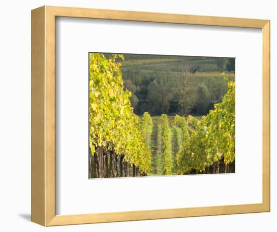 Europe, Italy, Tuscany. Rolling Hills of Vineyard in Autumn Colors-Julie Eggers-Framed Photographic Print