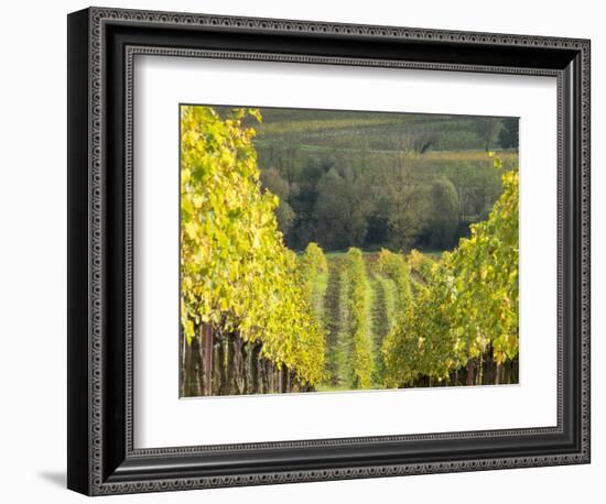 Europe, Italy, Tuscany. Rolling Hills of Vineyard in Autumn Colors-Julie Eggers-Framed Photographic Print