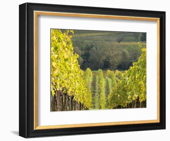 Europe, Italy, Tuscany. Rolling Hills of Vineyard in Autumn Colors-Julie Eggers-Framed Photographic Print