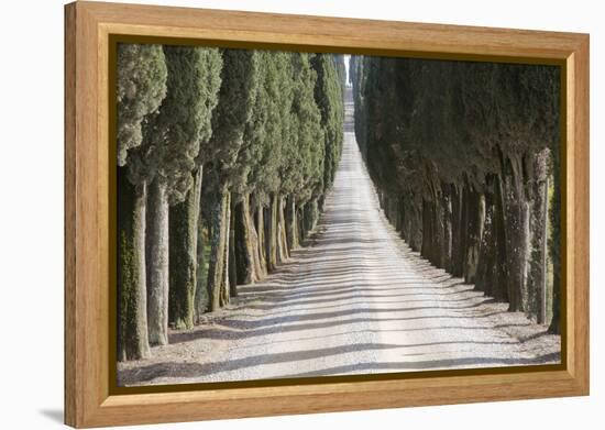 Europe, Italy, Tuscany, Tree Lined Road-John Ford-Framed Premier Image Canvas