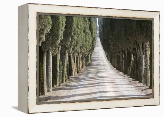 Europe, Italy, Tuscany, Tree Lined Road-John Ford-Framed Premier Image Canvas