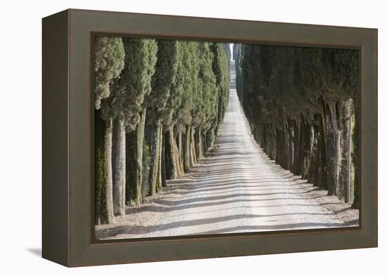 Europe, Italy, Tuscany, Tree Lined Road-John Ford-Framed Premier Image Canvas