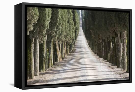 Europe, Italy, Tuscany, Tree Lined Road-John Ford-Framed Premier Image Canvas