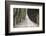 Europe, Italy, Tuscany, Tree Lined Road-John Ford-Framed Photographic Print