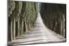 Europe, Italy, Tuscany, Tree Lined Road-John Ford-Mounted Photographic Print