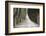 Europe, Italy, Tuscany, Tree Lined Road-John Ford-Framed Photographic Print