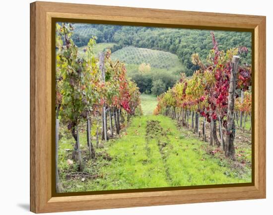 Europe, Italy, Tuscany. Vineyard in the Chianti Region of Tuscany-Julie Eggers-Framed Premier Image Canvas