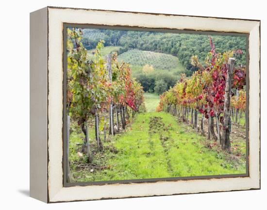 Europe, Italy, Tuscany. Vineyard in the Chianti Region of Tuscany-Julie Eggers-Framed Premier Image Canvas