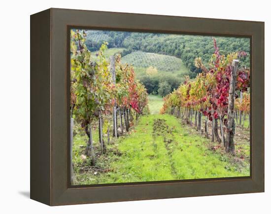 Europe, Italy, Tuscany. Vineyard in the Chianti Region of Tuscany-Julie Eggers-Framed Premier Image Canvas