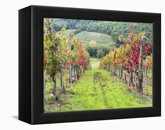 Europe, Italy, Tuscany. Vineyard in the Chianti Region of Tuscany-Julie Eggers-Framed Premier Image Canvas