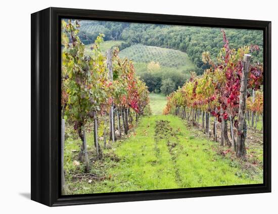 Europe, Italy, Tuscany. Vineyard in the Chianti Region of Tuscany-Julie Eggers-Framed Premier Image Canvas