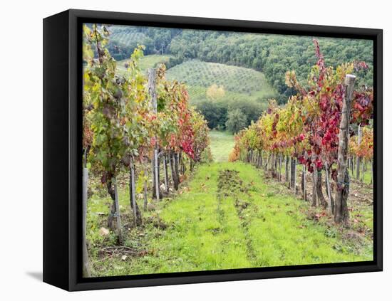 Europe, Italy, Tuscany. Vineyard in the Chianti Region of Tuscany-Julie Eggers-Framed Premier Image Canvas