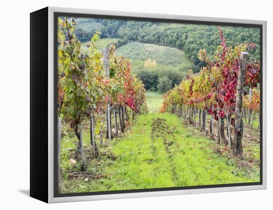 Europe, Italy, Tuscany. Vineyard in the Chianti Region of Tuscany-Julie Eggers-Framed Premier Image Canvas