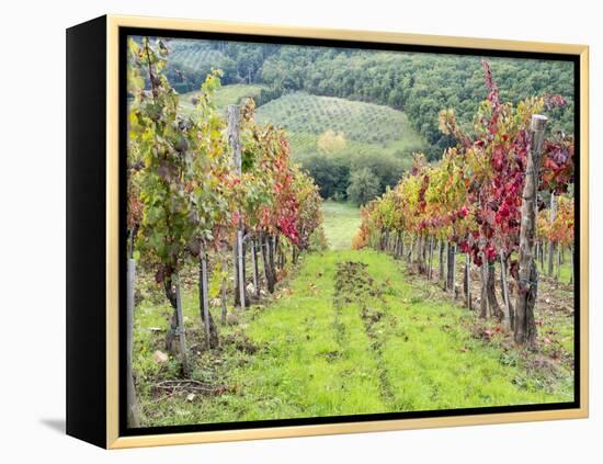 Europe, Italy, Tuscany. Vineyard in the Chianti Region of Tuscany-Julie Eggers-Framed Premier Image Canvas