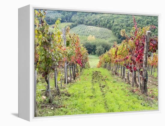 Europe, Italy, Tuscany. Vineyard in the Chianti Region of Tuscany-Julie Eggers-Framed Premier Image Canvas