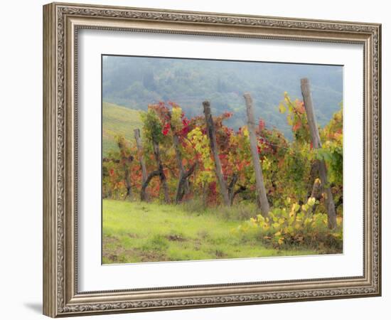 Europe, Italy, Tuscany. Vineyard in the Chianti Region of Tuscany-Julie Eggers-Framed Photographic Print