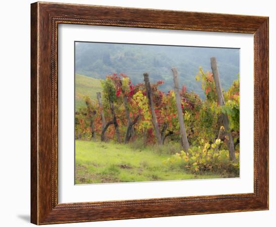 Europe, Italy, Tuscany. Vineyard in the Chianti Region of Tuscany-Julie Eggers-Framed Photographic Print