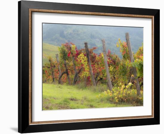 Europe, Italy, Tuscany. Vineyard in the Chianti Region of Tuscany-Julie Eggers-Framed Photographic Print