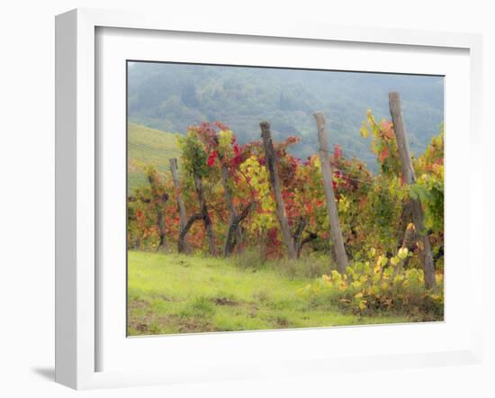 Europe, Italy, Tuscany. Vineyard in the Chianti Region of Tuscany-Julie Eggers-Framed Photographic Print